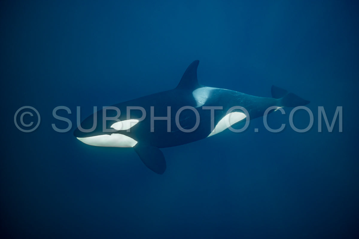 orcas or killer whales in KvÃ¦nangen fjord in Norway hunting for herrings