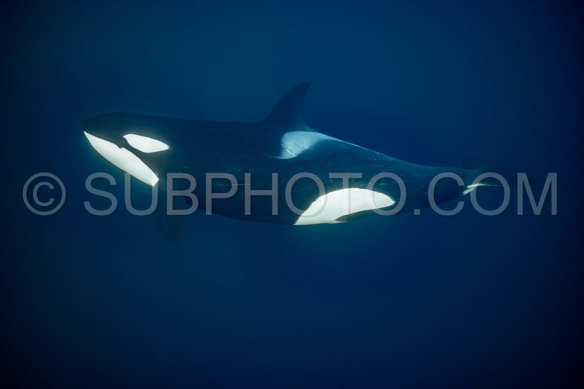 orcas or killer whales in KvÃ¦nangen fjord in Norway hunting for herrings