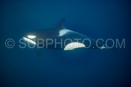 orcas or killer whales in KvÃ¦nangen fjord in Norway hunting for herrings