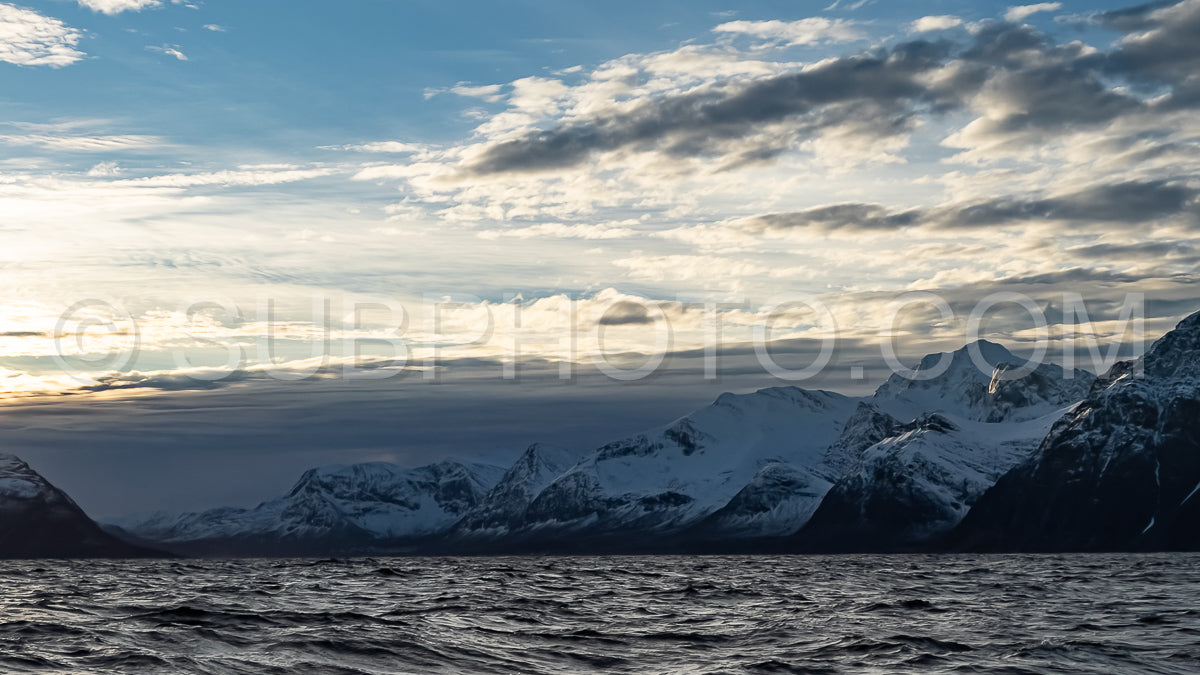 orcas or killer whales in KvÃ¦nangen fjord in Norway hunting for herrings