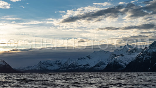 orcas or killer whales in KvÃ¦nangen fjord in Norway hunting for herrings