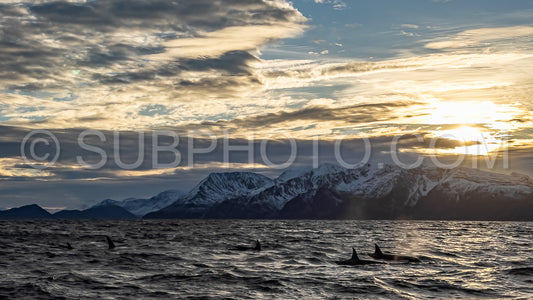 orcas or killer whales in KvÃ¦nangen fjord in Norway hunting for herrings