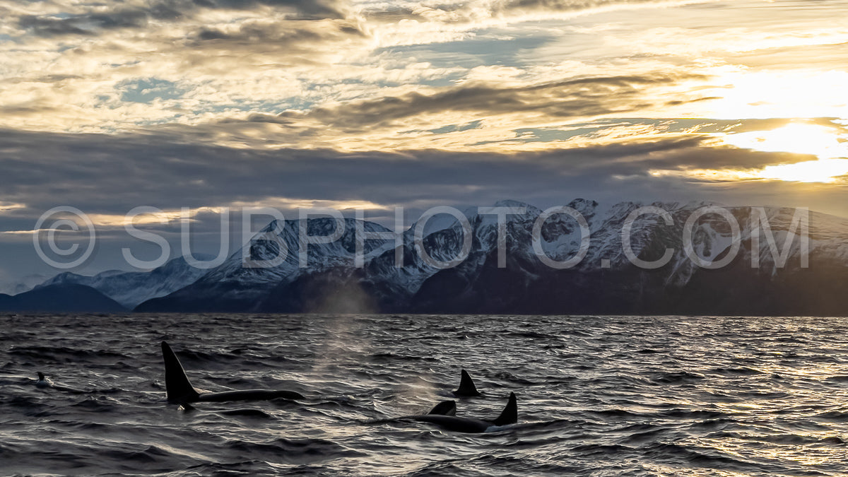orcas or killer whales in KvÃ¦nangen fjord in Norway hunting for herrings