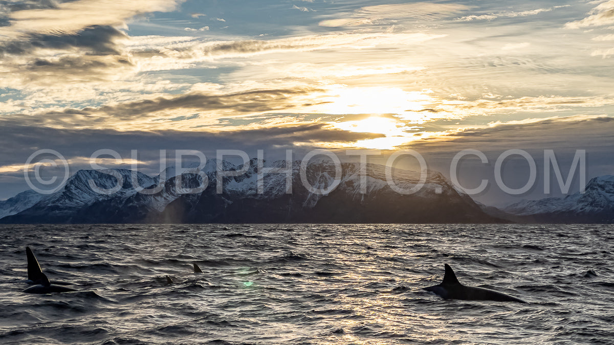 orcas or killer whales in KvÃ¦nangen fjord in Norway hunting for herrings