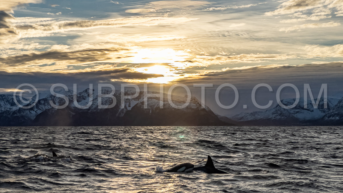 orcas or killer whales in KvÃ¦nangen fjord in Norway hunting for herrings