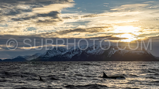 orcas or killer whales in KvÃ¦nangen fjord in Norway hunting for herrings