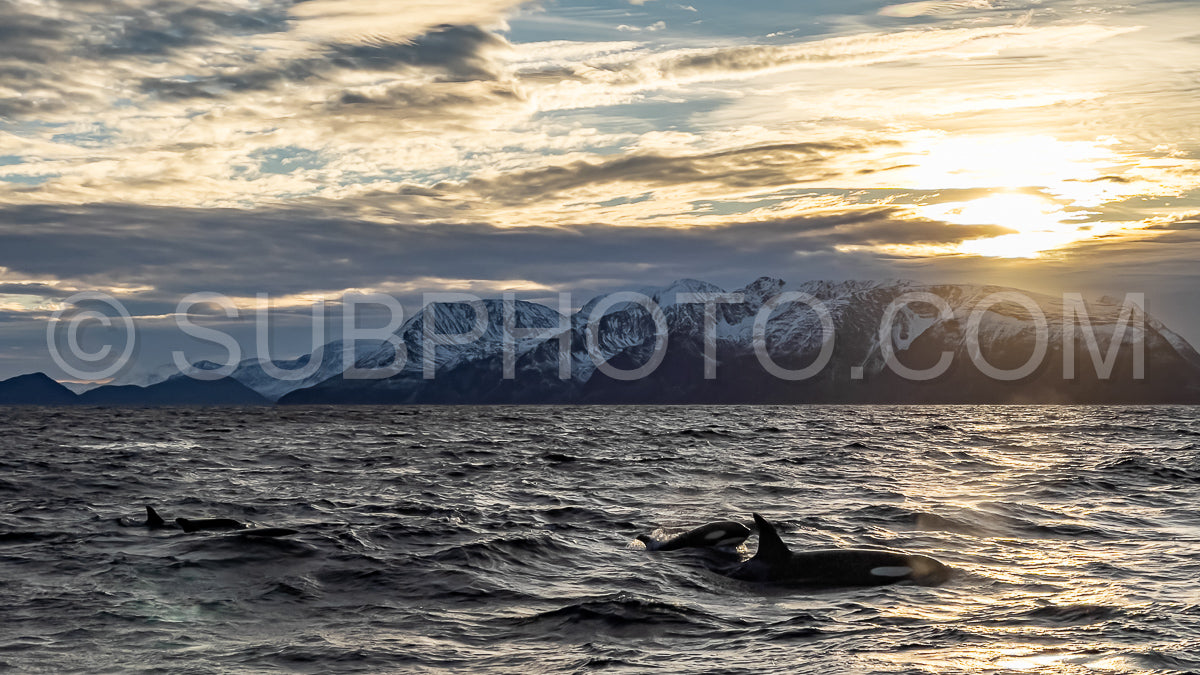 orcas or killer whales in KvÃ¦nangen fjord in Norway hunting for herrings