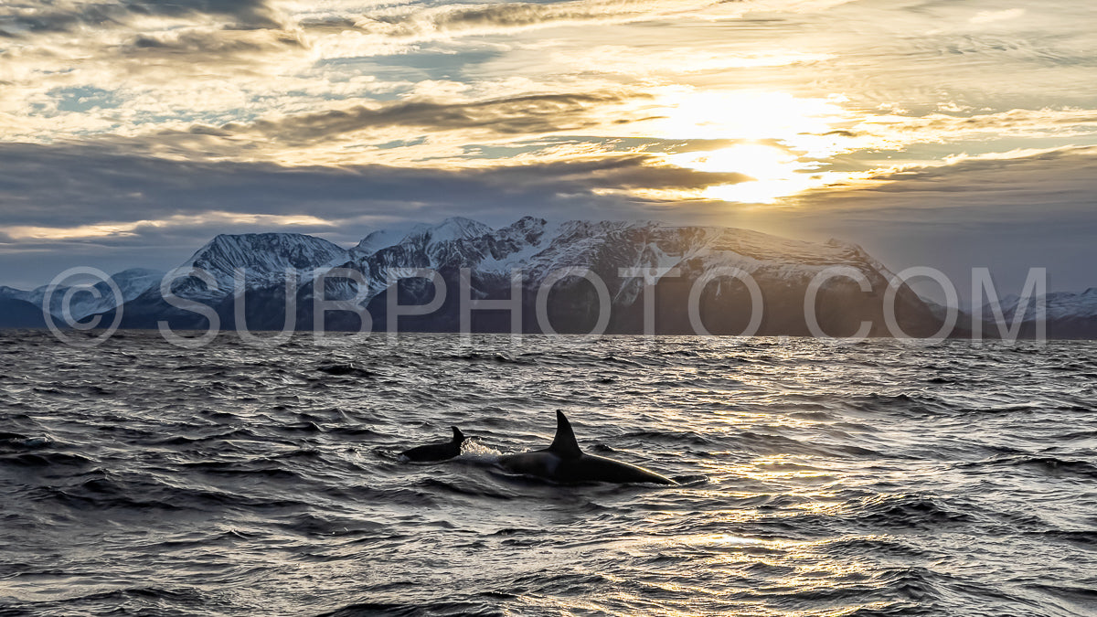 orcas or killer whales in KvÃ¦nangen fjord in Norway hunting for herrings