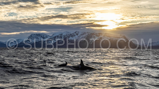 orcas or killer whales in KvÃ¦nangen fjord in Norway hunting for herrings