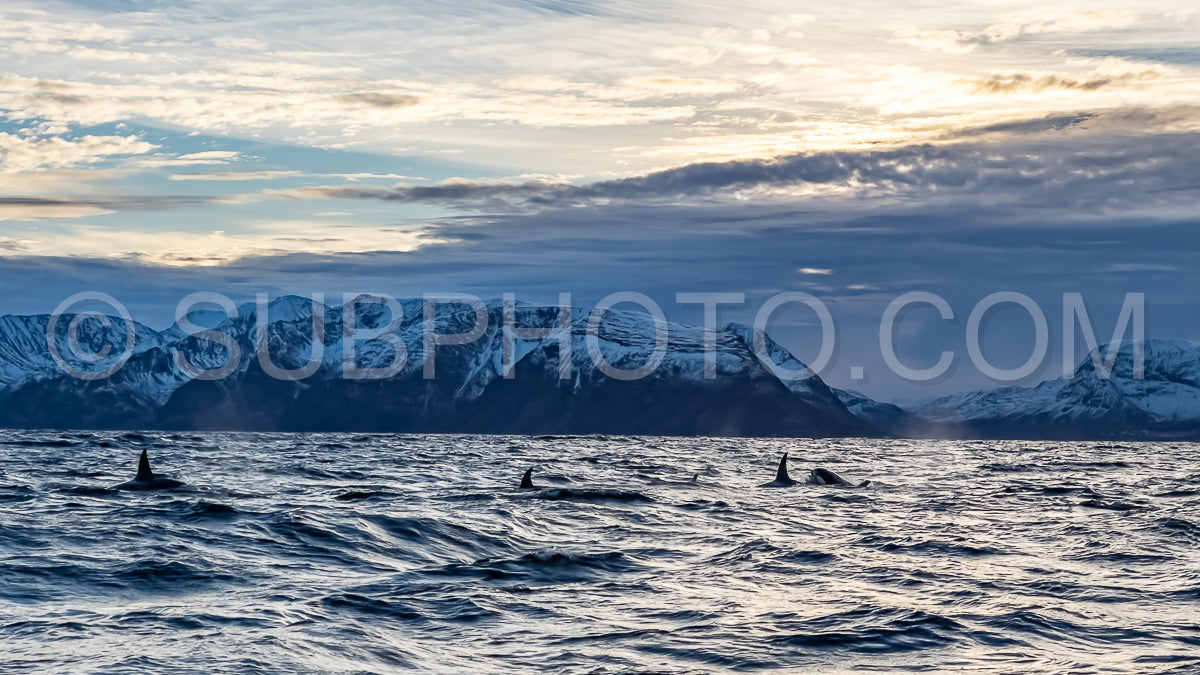 orcas or killer whales in KvÃ¦nangen fjord in Norway hunting for herrings