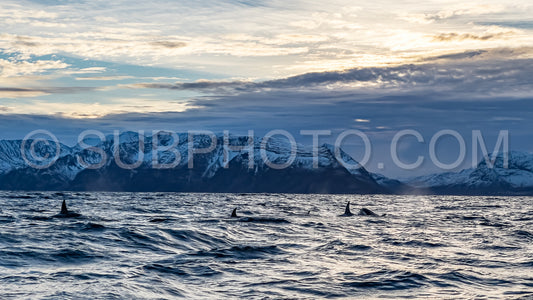 orcas or killer whales in KvÃ¦nangen fjord in Norway hunting for herrings
