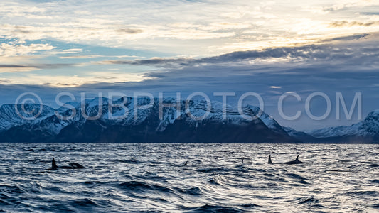orcas or killer whales in KvÃ¦nangen fjord in Norway hunting for herrings