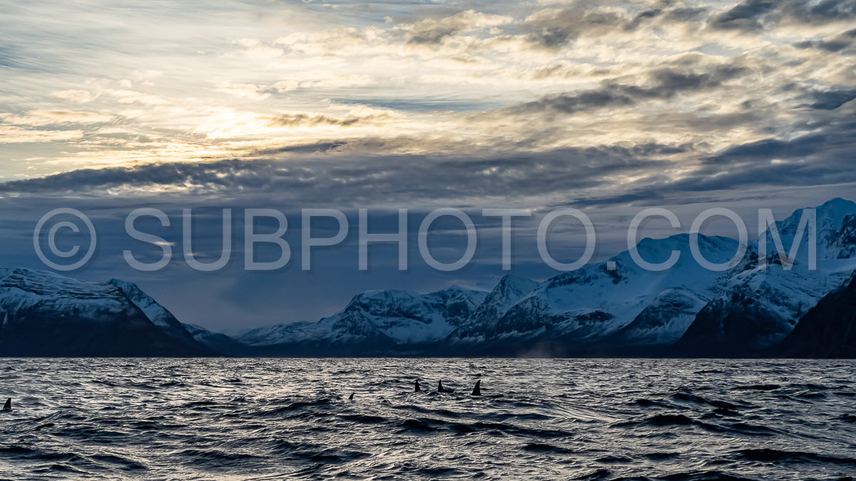 orcas or killer whales in KvÃ¦nangen fjord in Norway hunting for herrings