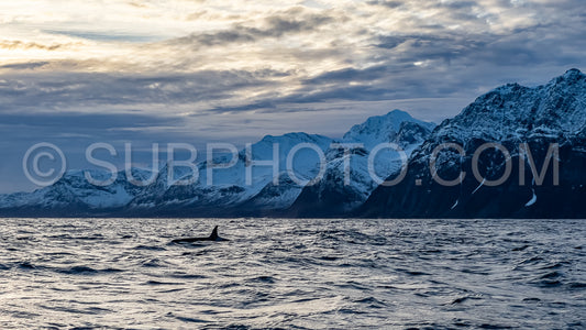 orcas or killer whales in KvÃ¦nangen fjord in Norway hunting for herrings