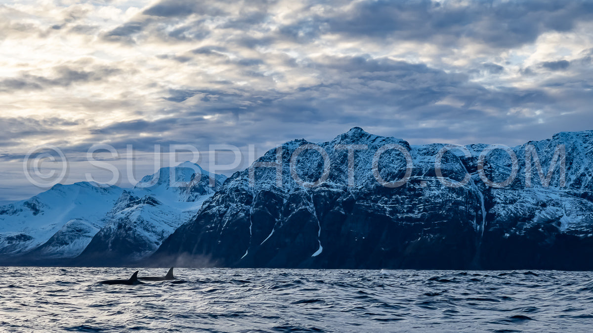 orcas or killer whales in KvÃ¦nangen fjord in Norway hunting for herrings