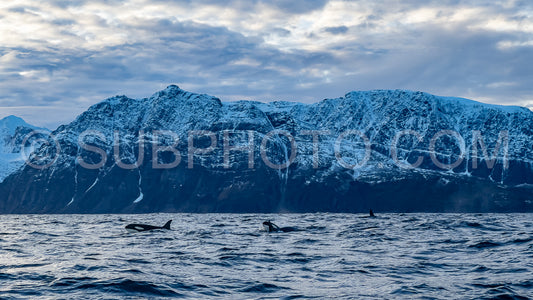 orcas or killer whales in KvÃ¦nangen fjord in Norway hunting for herrings