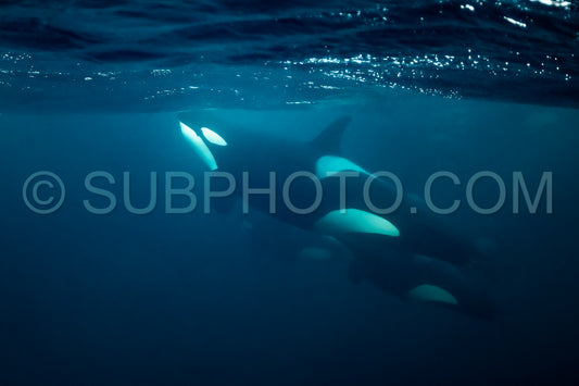 orcas or killer whales in KvÃ¦nangen fjord in Norway hunting for herrings
