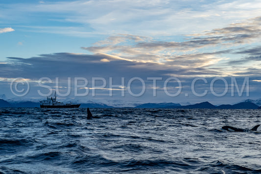 orcas or killer whales in KvÃ¦nangen fjord in Norway hunting for herrings