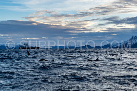 orcas or killer whales in KvÃ¦nangen fjord in Norway hunting for herrings