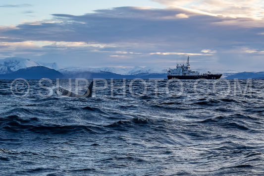 orcas or killer whales in KvÃ¦nangen fjord in Norway hunting for herrings