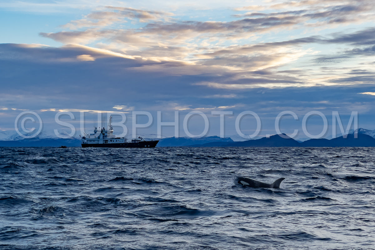 orcas or killer whales in KvÃ¦nangen fjord in Norway hunting for herrings