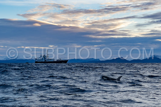 orcas or killer whales in KvÃ¦nangen fjord in Norway hunting for herrings