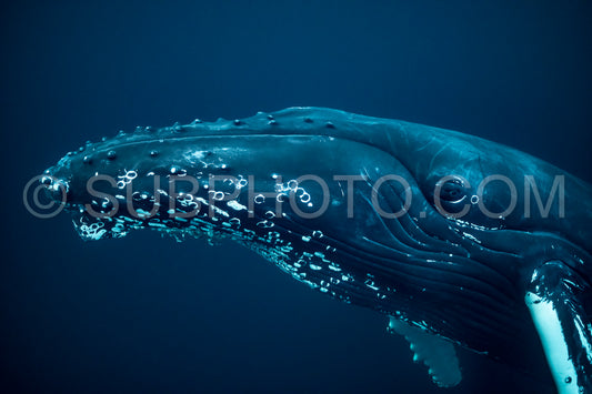 Photo de Baleines à bosse dans le fjord de Kvaenangen en Norvège chassant des harengs