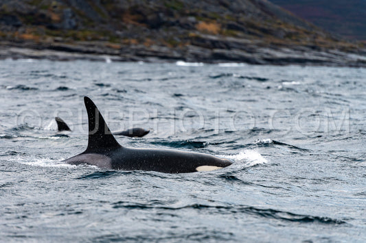 orcas or killer whales in KvÃ¦nangen fjord in Norway hunting for herrings