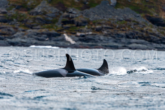 orcas or killer whales in KvÃ¦nangen fjord in Norway hunting for herrings