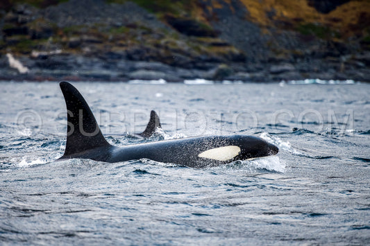 orcas or killer whales in KvÃ¦nangen fjord in Norway hunting for herrings