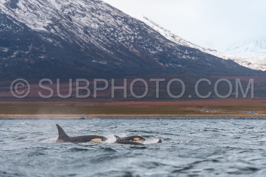 orcas or killer whales in KvÃ¦nangen fjord in Norway hunting for herrings
