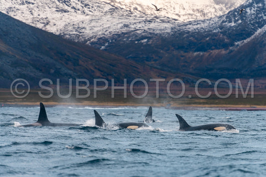 orcas or killer whales in KvÃ¦nangen fjord in Norway hunting for herrings
