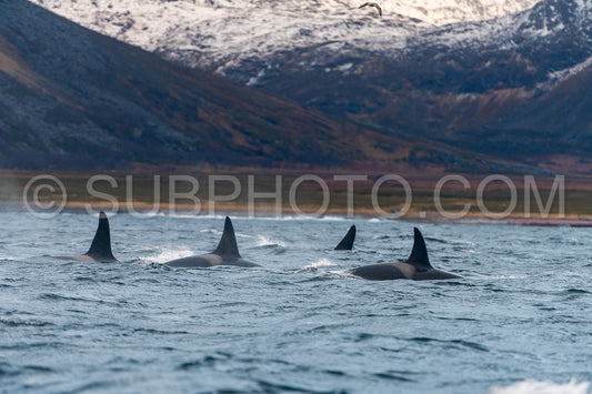 orcas or killer whales in KvÃ¦nangen fjord in Norway hunting for herrings