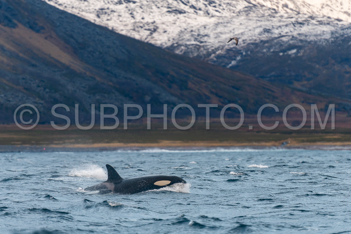 orcas or killer whales in KvÃ¦nangen fjord in Norway hunting for herrings