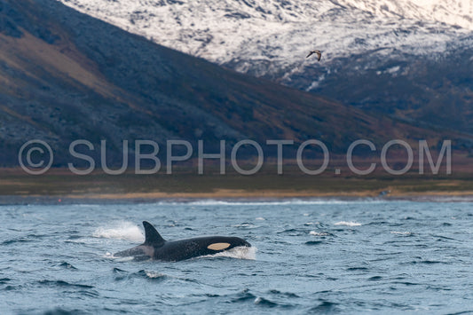 orcas or killer whales in KvÃ¦nangen fjord in Norway hunting for herrings