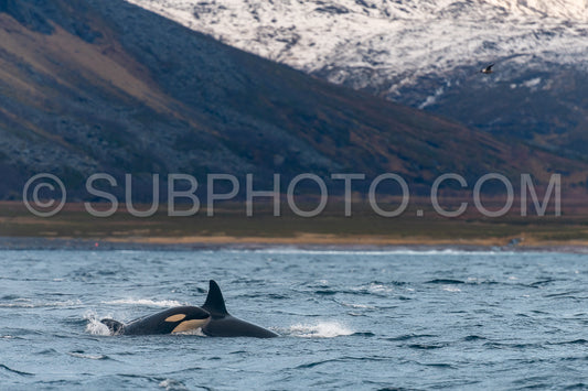 orcas or killer whales in KvÃ¦nangen fjord in Norway hunting for herrings