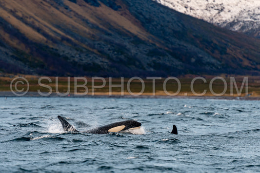 orcas or killer whales in KvÃ¦nangen fjord in Norway hunting for herrings