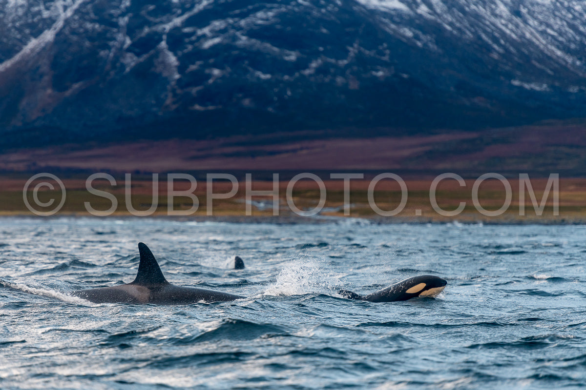 orcas or killer whales in KvÃ¦nangen fjord in Norway hunting for herrings