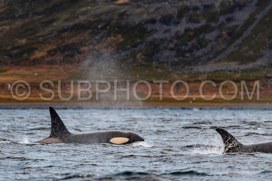 orcas or killer whales in KvÃ¦nangen fjord in Norway hunting for herrings