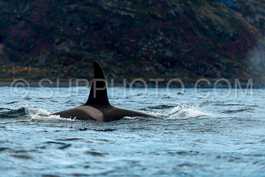 orcas or killer whales in KvÃ¦nangen fjord in Norway hunting for herrings