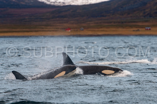 orcas or killer whales in KvÃ¦nangen fjord in Norway hunting for herrings