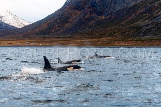orcas or killer whales in KvÃ¦nangen fjord in Norway hunting for herrings