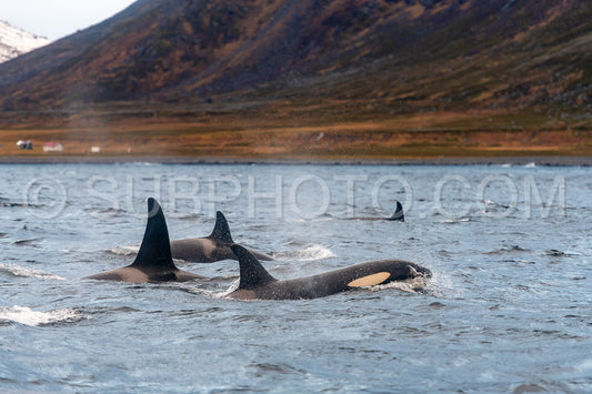orcas or killer whales in KvÃ¦nangen fjord in Norway hunting for herrings