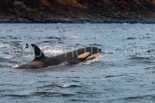 orcas or killer whales in KvÃ¦nangen fjord in Norway hunting for herrings