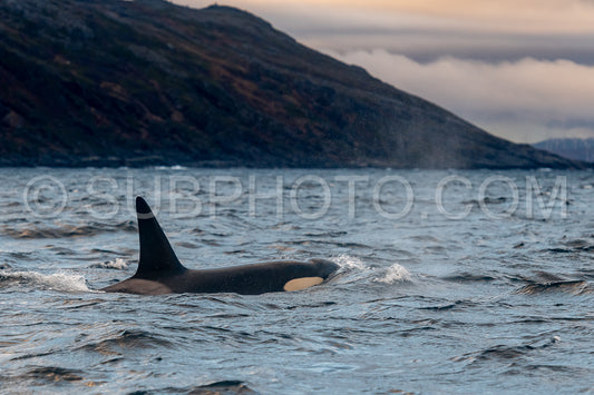 orcas or killer whales in KvÃ¦nangen fjord in Norway hunting for herrings