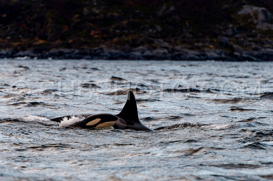 orcas or killer whales in KvÃ¦nangen fjord in Norway hunting for herrings