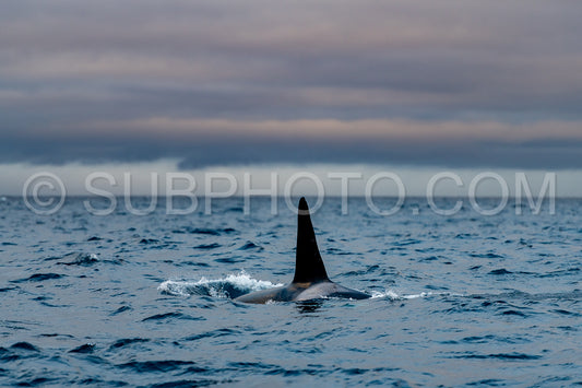 orcas or killer whales in KvÃ¦nangen fjord in Norway hunting for herrings