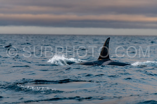 orcas or killer whales in KvÃ¦nangen fjord in Norway hunting for herrings