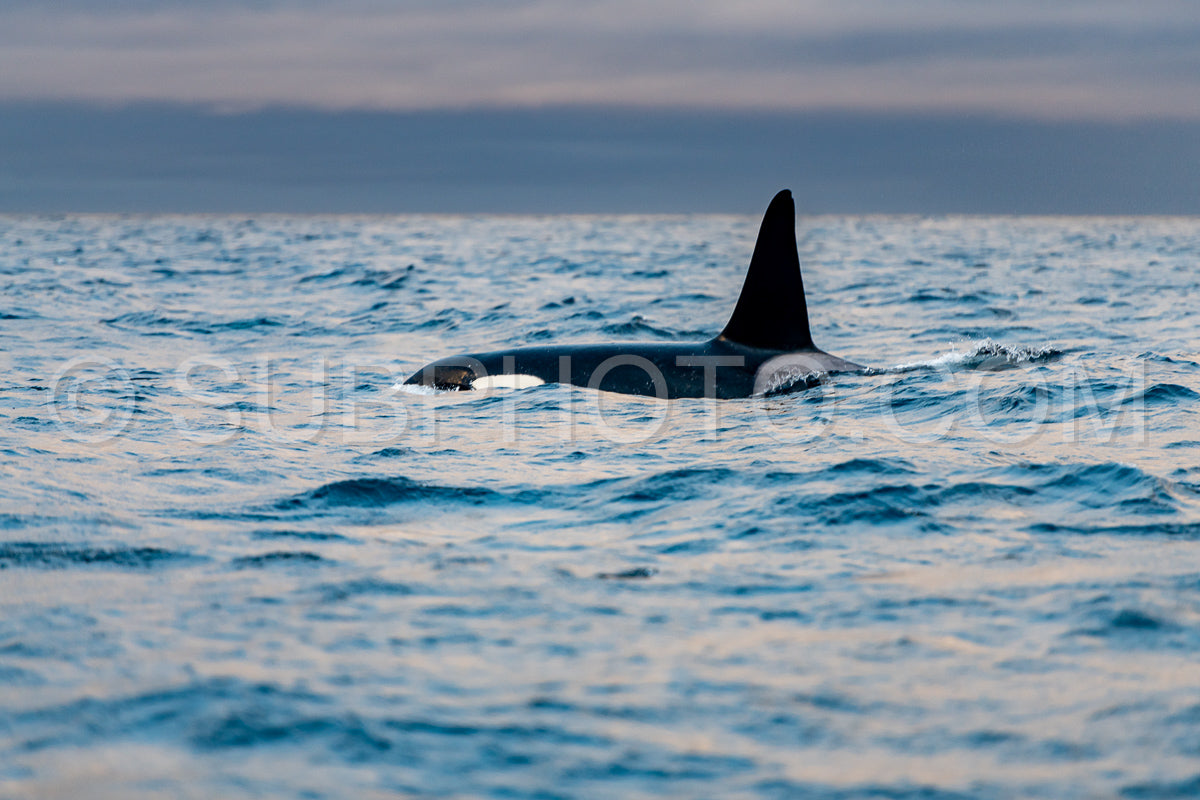 orcas or killer whales in KvÃ¦nangen fjord in Norway hunting for herrings