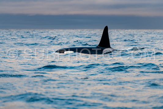 orcas or killer whales in KvÃ¦nangen fjord in Norway hunting for herrings